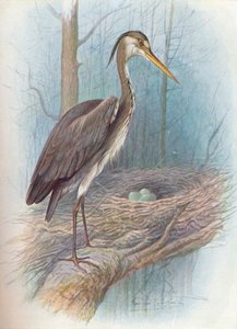 Heron - Ardea cinerea, c1910, 1910 af George James Rankin