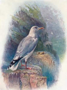Sildemåge - Larus argentatus, c1910, 1910 af George James Rankin