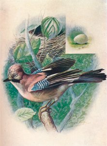 Jay-Garrulus glandarius, c1910, 1910