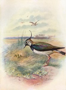 Vibe eller Peewit - Vnellus vulgaris, c1910, 1910 af George James Rankin