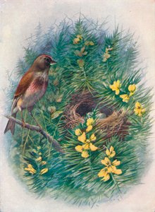 Linnet - Linota cannabina, c1910, 1910 af George James Rankin