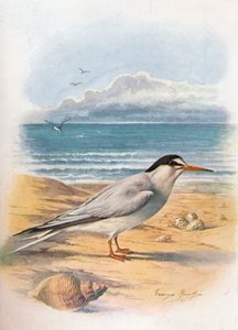 Lille tern - Sterna minuta, c1910, 1910 af George James Rankin