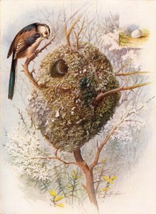 Langhalemejse - Acredula caudata, c1910, 1910