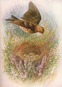 Eng-piber eller titlærke - Anthus pratensis, c1910, 1910 af George James Rankin