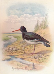 Østersfanger - Haematopus ostralegus, c1910, 1910 af George James Rankin