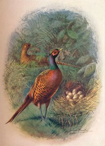Fasan - Phasianus colchicus, c1910, 1910 af George James Rankin