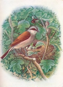 Rødrygget Shrike - Lanius collurio, c1910, 1910 af George James Rankin