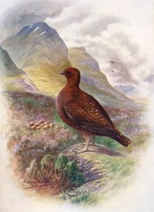 Rype - Lagopus scoticus, c1910, 1910 af George James Rankin