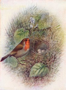 Rødbryst eller Robin - Erithacus rubecula, c1910, 1910 af George James Rankin