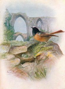 Rødstart - Ruticilla phoenicurus, c1910, 1910 af George James Rankin