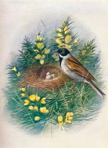Rørspurv - Embriza schoeniclus, c1910, 1910