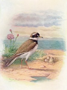Ringhøne - Aegialitis hiaticola, c1910, 1910 af George James Rankin