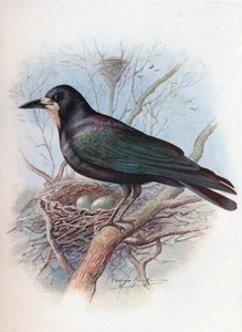 Rook - Corvus frugilegus, c1910, 1910 af George James Rankin