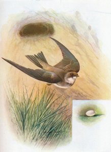 Sand-Martin - Cotil riparia, c1910, 1910 af George James Rankin