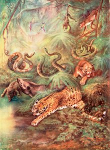 Den store brasilianske skov og dens zoologiske have (farvelitografi)