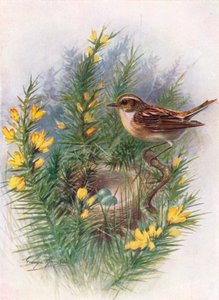 Whinchat - Pratincola rubetra, c1910, 1910 af George James Rankin