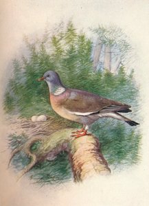 Skovdue eller ringdue - Columba palumbus, c1910, 1910