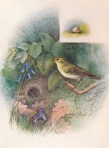 Wood-Wren - Phylloscopus sibilatrix, c1910, 1910 af George James Rankin