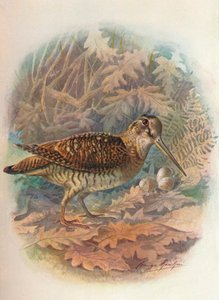 Skovsneppe - Scolopax rusticula, c1910, 1910
