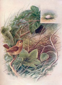 Wren - Troglodytes parvulus, c1910, 1910 af George James Rankin