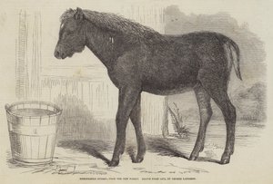 Bemærkelsesværdig hybrid fra New Forest af George Landseer