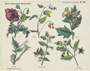 Giftige planter (titel på objekt) Nye hollandske børnetryk (serietitel på objekt) af George Lodewijk Funke