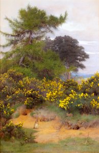 I udkanten af Shere Heath