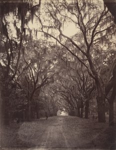 Bonaventure-kirkegården, fire mil fra Savannah af George N. Barnard