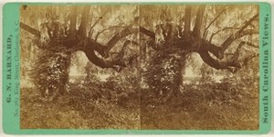 [Live Oaks, Magnolia-kirkegården] af George N. Barnard
