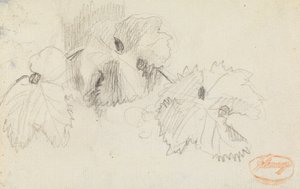 Undersøgelse af blade 1 af George Romney