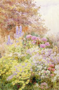 Anthemis, valmuer og lærkespore