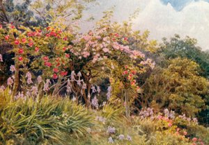 Roser og iris (farvelitografi) af George Samuel Elgood