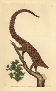 Firetået manis, langhalet pangolin eller sortbuget pangolin, fra 