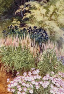 Veronica spicata rosea, med Eryngiums og Violas (farve litho) af George Soper