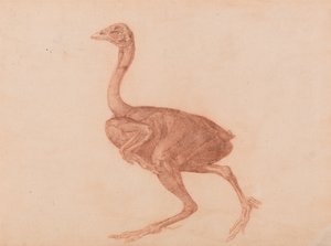 En sammenlignende anatomisk fremstilling af menneskekroppens struktur med tigerens og en almindelig hønsefugls: Dorking høne, set fra siden af George Stubbs