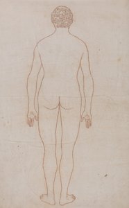 En sammenlignende anatomisk fremstilling af menneskekroppens struktur med tigerens og den almindelige hønsefugls: Menneskekroppen, set bagfra (oversigtstegning til tabel VII) af George Stubbs
