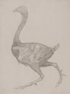 En sammenlignende anatomisk udstilling af menneskekroppens struktur med en tiger og en almindelig høne: Hønsekrop, set fra siden (sandsynligvis forberedt til overførsel til pladen til gravering af tabel XV) af George Stubbs