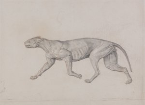 En sammenlignende anatomisk fremstilling af menneskekroppens struktur med tigerens og den almindelige hønsefugls:  Leopardkrop, set fra siden af George Stubbs