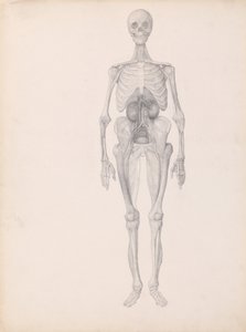 En sammenlignende anatomisk fremstilling af menneskekroppens struktur med en tiger og en almindelig høne:  Menneskefigur, set forfra (færdigt studie af dissektionens sidste fase) af George Stubbs