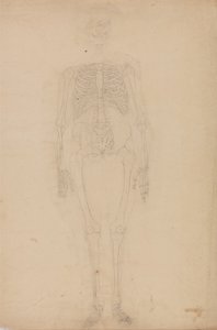 En sammenlignende anatomisk fremstilling af menneskekroppens struktur med tigerens og den almindelige hønsefugls: Menneskets skelet, set forfra af George Stubbs