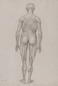 En sammenlignende anatomisk fremstilling af menneskekroppens struktur med en tiger og en almindelig høne: Menneskefigur, set bagfra (næsten identisk med den færdige tegning til tabel XII) af George Stubbs