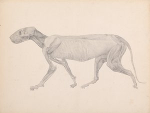 En sammenlignende anatomisk fremstilling af menneskekroppens struktur med en tiger og en almindelig høne:  Tigerkrop, set fra siden (færdig tegning til upubliceret tabel; viser tredje fase i dissektionen) af George Stubbs