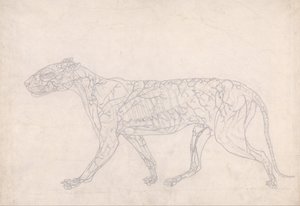 En sammenlignende anatomisk fremstilling af menneskekroppens opbygning med en tiger og en almindelig høne: Tiger, set fra siden (oversigt over overfladens blodforsyning, udarbejdet til nøglefiguren til tabel IX) af George Stubbs