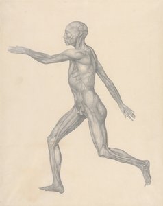 En sammenlignende anatomisk fremstilling af menneskekroppens struktur med en tiger og en almindelig høne: Menneskefigur, set fra siden, efter fjernelse af huden og de underliggende fascielag (færdigt studie til tabel XIII) af George Stubbs