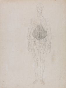 En sammenlignende anatomisk fremstilling af menneskekroppens struktur med en tiger og en almindelig høne: Menneskefigur, set forfra (stort set i omrids) af George Stubbs