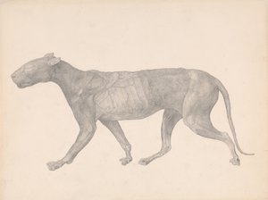En sammenlignende anatomisk udstilling af menneskekroppens struktur med en tiger og en almindelig høne:  Tiger, set fra siden, med hud og væv fjernet (færdigt studie til tabel IX) af George Stubbs