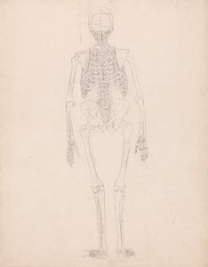 En sammenlignende anatomisk fremstilling af menneskekroppens struktur med tigerens og den almindelige hønsefugls: Menneskets skelet, set bagfra af George Stubbs