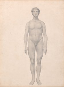 En sammenlignende anatomisk fremstilling af menneskekroppens struktur med en tiger og en almindelig høne:  Menneskefigur, set forfra, ubeskåret (færdigt studie til tabel VI) af George Stubbs