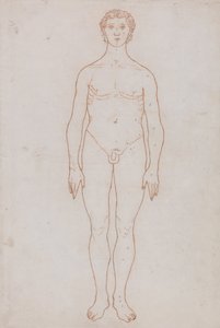 En sammenlignende anatomisk fremstilling af menneskekroppens struktur med tigerens og den almindelige hønsefugls: Studie af den menneskelige figur, set forfra (skitsetegning til tabel VI) af George Stubbs