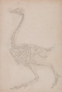En sammenlignende anatomisk fremstilling af menneskekroppens struktur med en tiger og en almindelig hønsefugl: Fowl Skeleton, Lateral View (Sandsynligvis et grundlæggende studie af proportionerne i hønse-skelettet, som bruges til andre tegninger) af George Stubbs